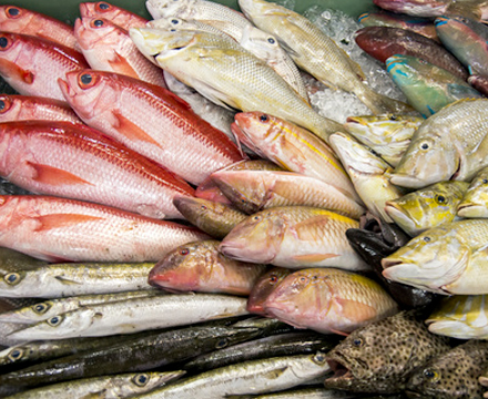 鮮魚店
